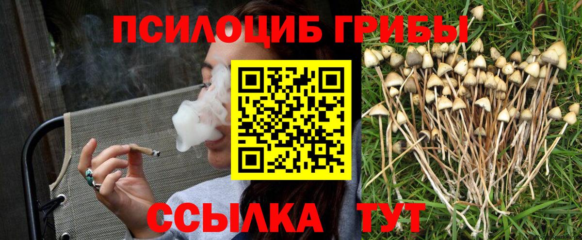 Галлюциногенные грибы Psilocybe Ефремов